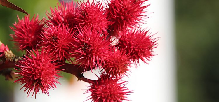 💧 Rizinusöl – das natürliche Beauty-Wunder für Haut & Haare! Castor 4587349 1280